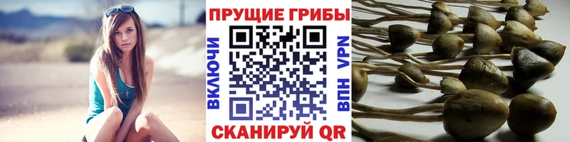 купить наркотики цена  ОМГ ОМГ ONION  Псилоцибиновые грибы MAGIC MUSHROOMS  Биробиджан 
